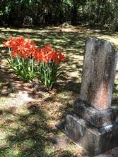 A tree in a forest  Description automatically generated